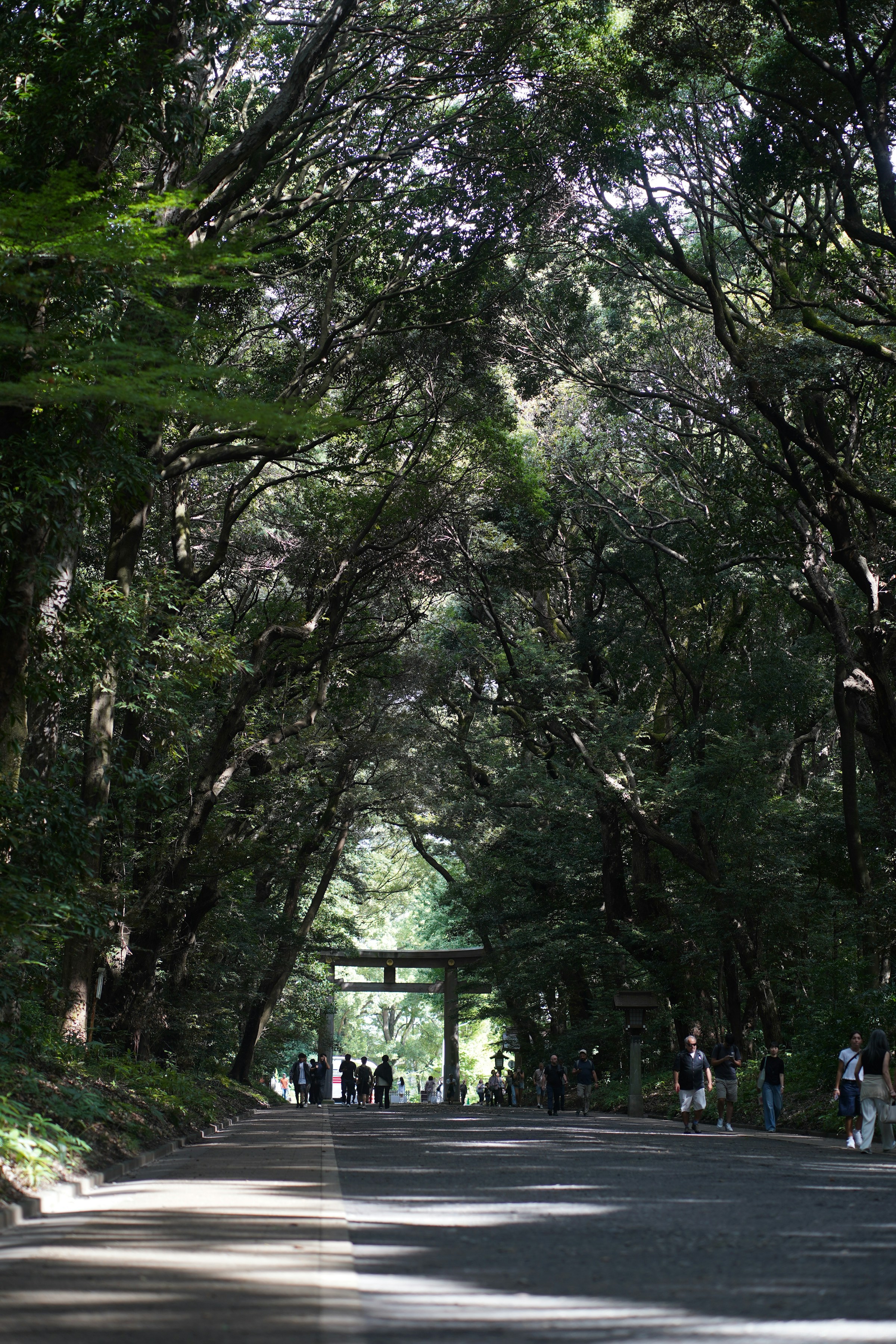 Caminho arborizado no bosque de Meiji Jingu.